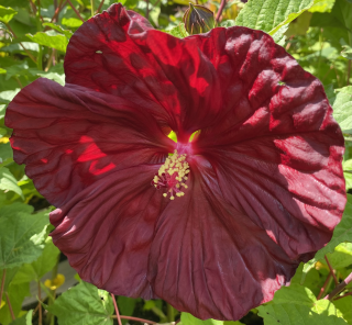 Ibišek bahenní-Hibiscus x moscheutos- Crambery Crush, karmínově červený - 1037B