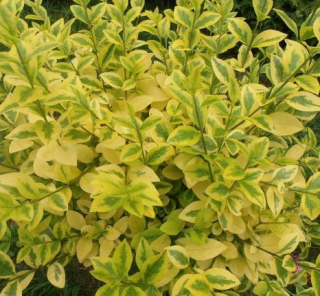 Ptačí zob (Ligustrum Ovalifolium) - 1082