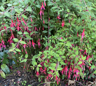Magellanica Ricortonni Fuchsie (Young GB 1830)-mrazuvzdorná 229