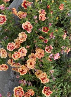 Mill. bells (calibrachoe) - oranžový plný - 077P