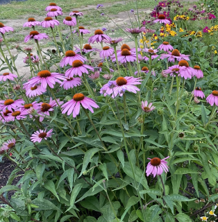 Echinacea Purpurea Magnus