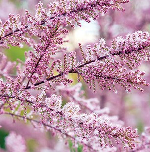 Tamaryšek (Tamarix parviflora) - 1074