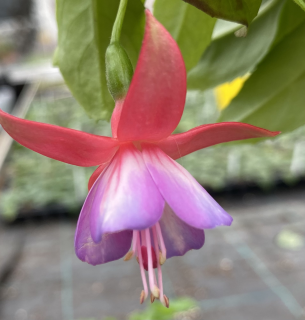 Fuchsie Jollies Odeon 1187 F
