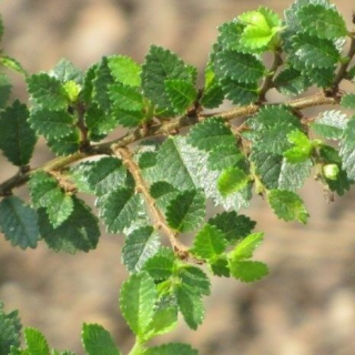 Jilm Čínský - Ulmus parviflora "Sagei" - 1011