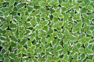 Plectranthus Coleoides Molice - 089