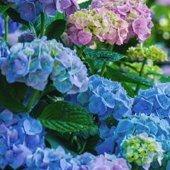 Hydrangea macr. "Renate Steiniger" - 1048R