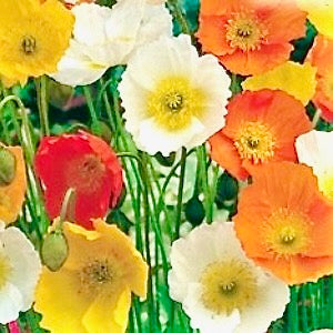 Mák- Papaver nudicaule spring fever Mix 3069