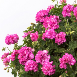 Pelargónie peltátum,růžovo bílý(muškát převislý ) - 1206