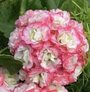 Pelargónie zonale Aplleblossom rosebau - růžičkokvětý, vzpřímený - 1290