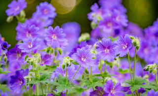 Geranium Rosanne - Kakost-modrý