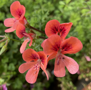Pelargónie Angeleyes Orange  polopřevislá - 1275