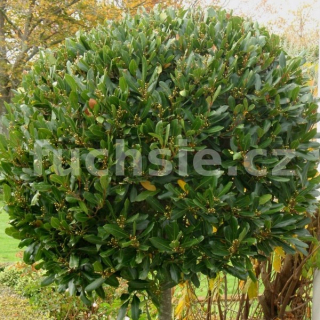 Laurus nobilis ,bobkový list (Bobkový list - Vavřín) - 137V