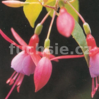 Saturnus Fuchsie-mrazuvzdorná 403