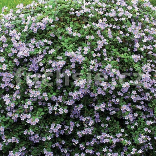 Bacopa sutera modrá - 090M