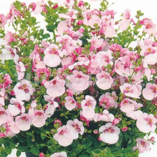 Diascie růžová (Ostruhatka)  - 109