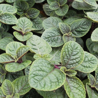 Molice brvitá – Plectranthus ciliatus - 089C