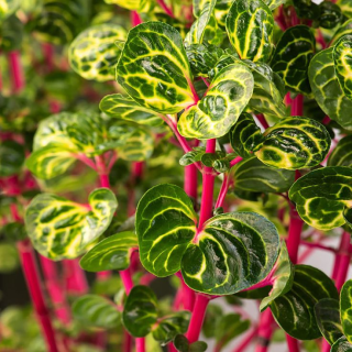 Iresine Herbsti Jaune - 123A