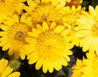 Osteospermum žluté plné - 095P