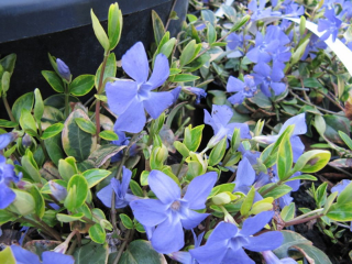 Barvínek Moonlit, Vinca - 3106A