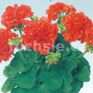 Perlenkette Orange Pelargónie - 1234