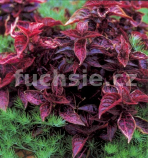 Iresine lindeni - 123