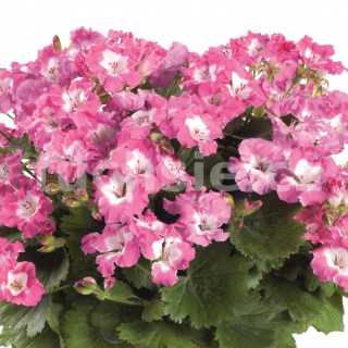 Pelargónie Grand. Bermuda Pink-Muškát vzpřímený - 1181