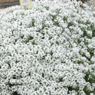 Lobularia maritima - bílá - 116L