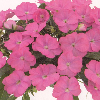 Balzamína růžová , Impantiens Neu Guinea - 021