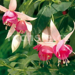 Pink Panther Fuchsie 430