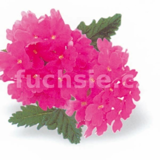 Verbeny růžová - 083