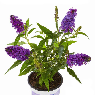 Buddleja cultivars, Motýlí keř, Letní šeřík trpasličí, modrý - 1004M