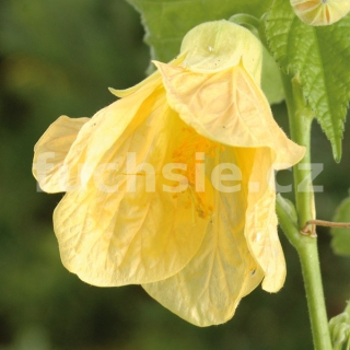 Abutilon žlutý (Podslunečník, mračňák, lipka) - 126