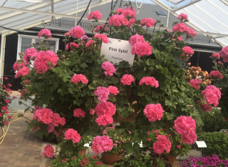 Pelargónie peltátum pink Sybil (Muškát převislý) - 1215