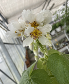 Spermánie- pokojová lípa, bílá - 129S