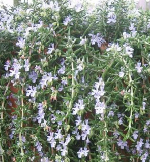 Rosmarinus off.´Riviera (Rozmarýn převislý) - 174L