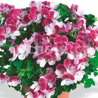 Bicolor Pelargónie - 1273