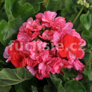 Pelargónie zonale-Mosaic Red-vzpřímený - 1226