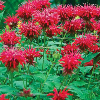 Monarda – Zavinutka - 3113 C