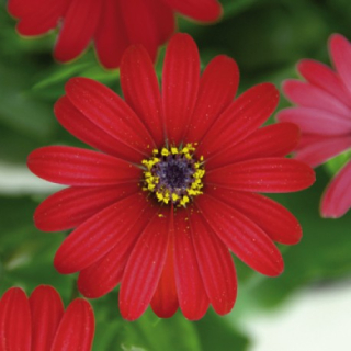 Osteospermum Červené - 093C