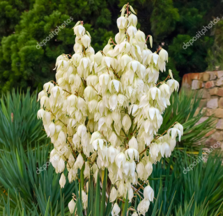 Yucca Filamentosa- Juka vláknitá - 1081 Y