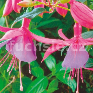 Blue Heaven Fuchsie