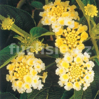 Lantana Camara žlutá (Libora měňavá)  - 132