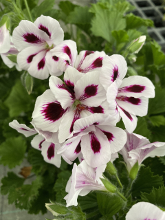 Pelargonie grandiflorum Aristo Purple Sprites,vzpřímený - 1287