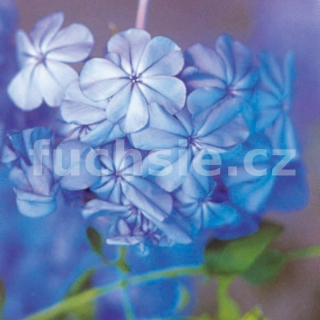 Olověnec Plumbago au.-modrý - 118