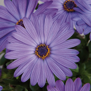 Osteospermum Modré - 094M