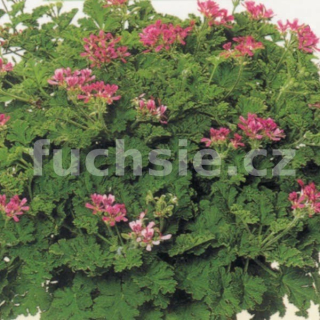 Pelargónie s mentolu-Muškát  vzpřímený - 1247