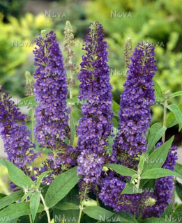 Buddleja Dav. Empire Blue (Komule,letní šeřík) - 1004