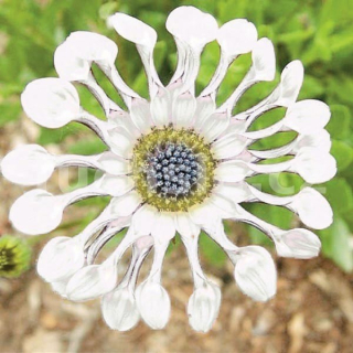 Osteospermum bílé-lopatkové - 096