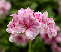 Pelargónie peltátum  Bicolor - 1218