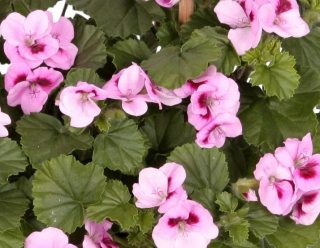 Angeleyes - Bella Donna - růžovo-červená - 1276A